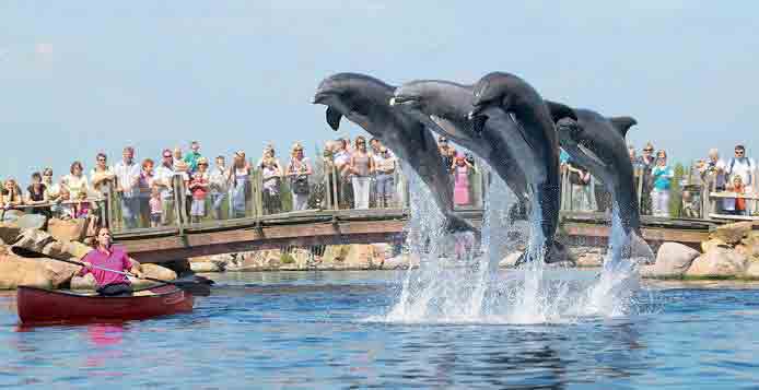 dolfinarium harderwijk