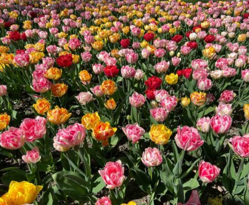 tulpen in de poldertuin