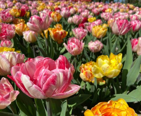 tulpen in de poldertuin