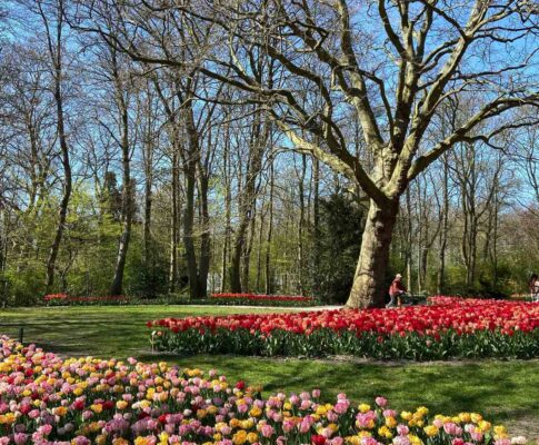 tulpen in de poldertuin