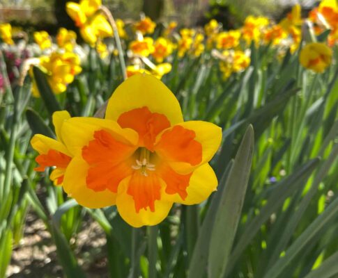 narcis in de poldertuin