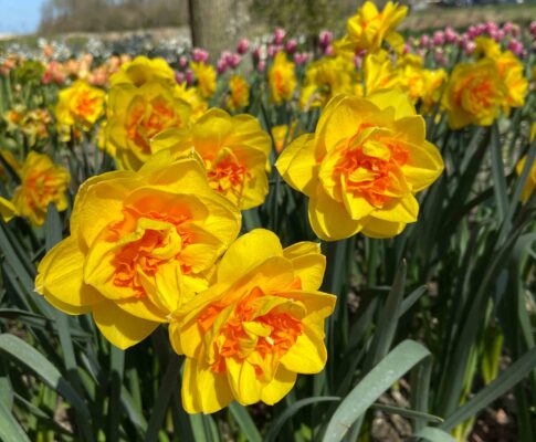 narcissen en tulpen in de poldertuin