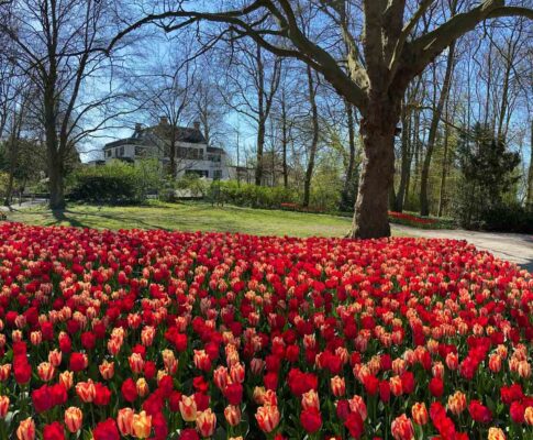 tulpen in de poldertuin